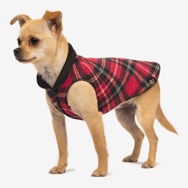 9 Best Designer Dog Clothes & Accessories Brands in 2023