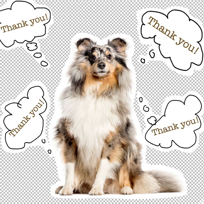 what-should-i-say-when-someone-compliments-my-dog