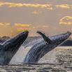 Humpback whale double breach