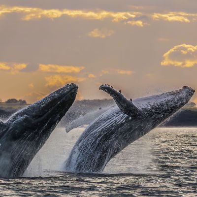 Humpback whale double breach