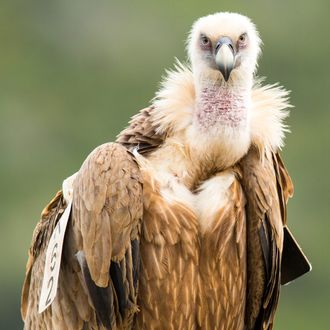 Griffon Vulture (Gyps fulvus), portrait, Israel