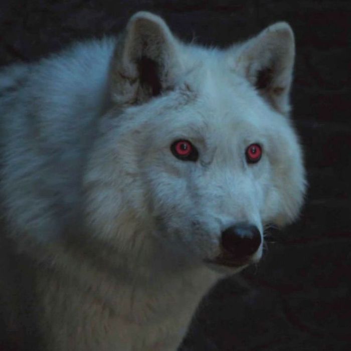 dire wolf puppies game of thrones