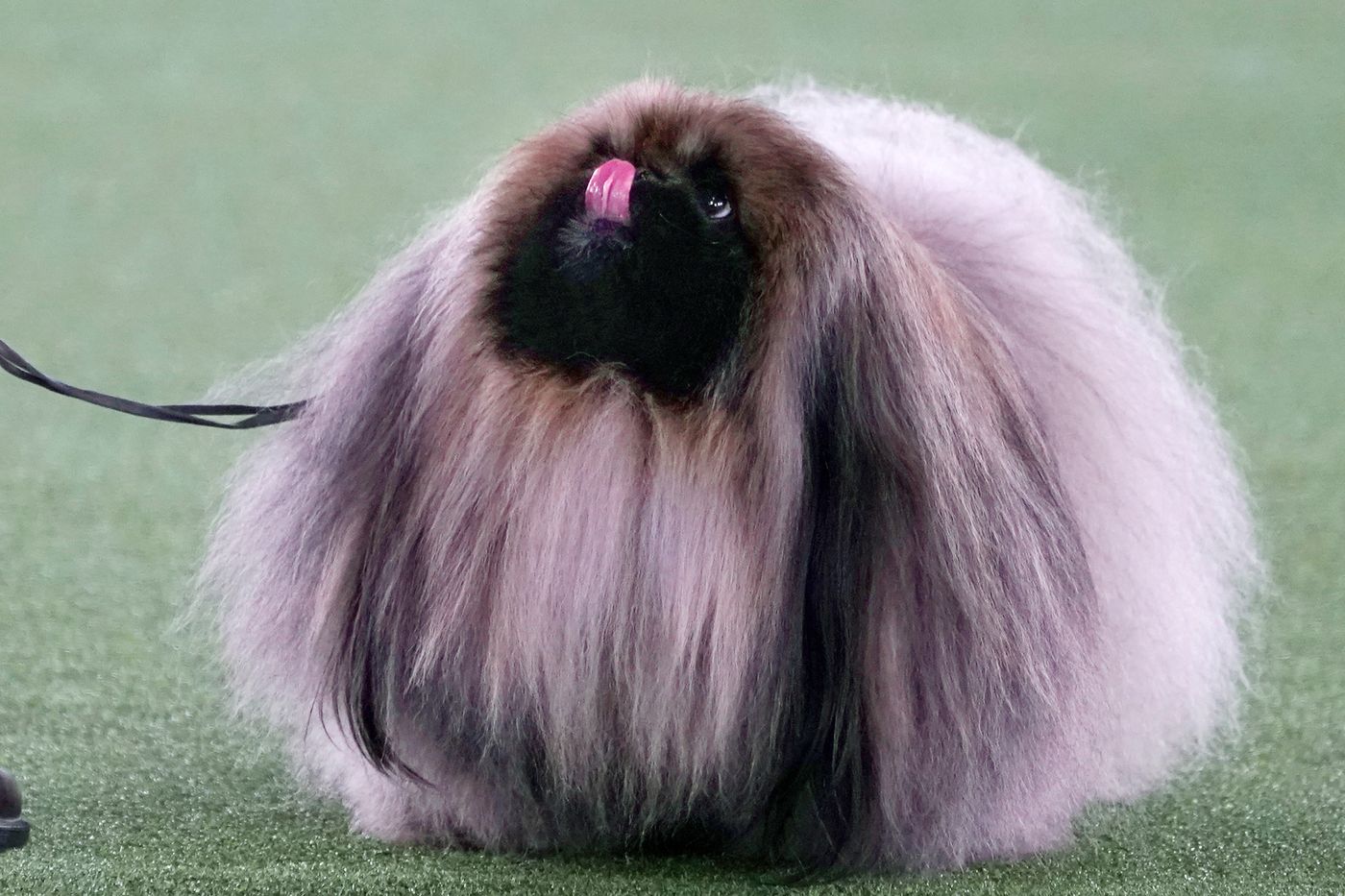 what does pekingese sound like