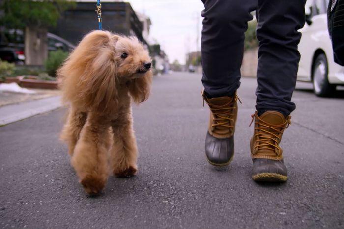 best shoes for dog groomers