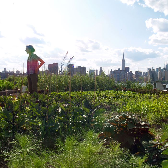 Urban farmer Annie Novak surveys the farm in Brooklyn, New York, U.S., on July 14, 2009. Rooftop Farms has 6000 square feet of space to raise produce.Photographer: Mike Di Paola/Bloomberg