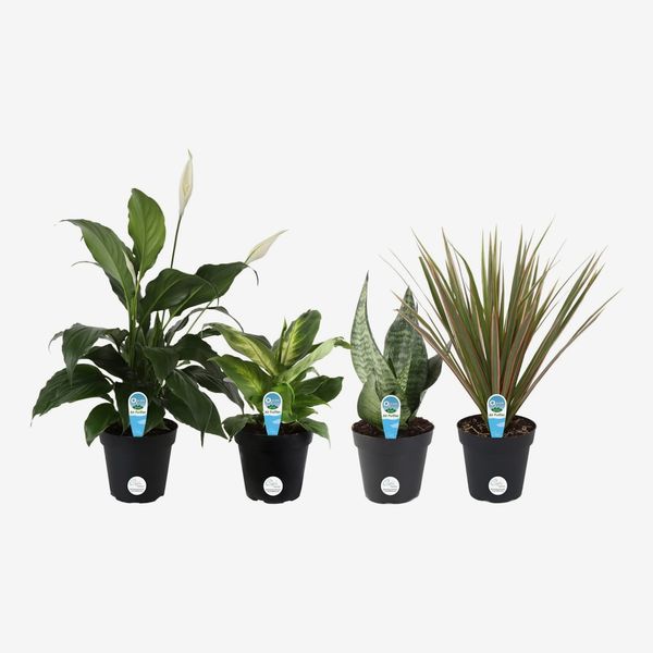 Costa Farms Clean Air House Plant Collection