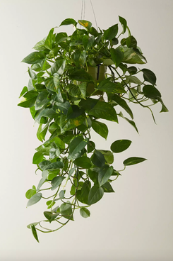 Terrain Pothos Plant