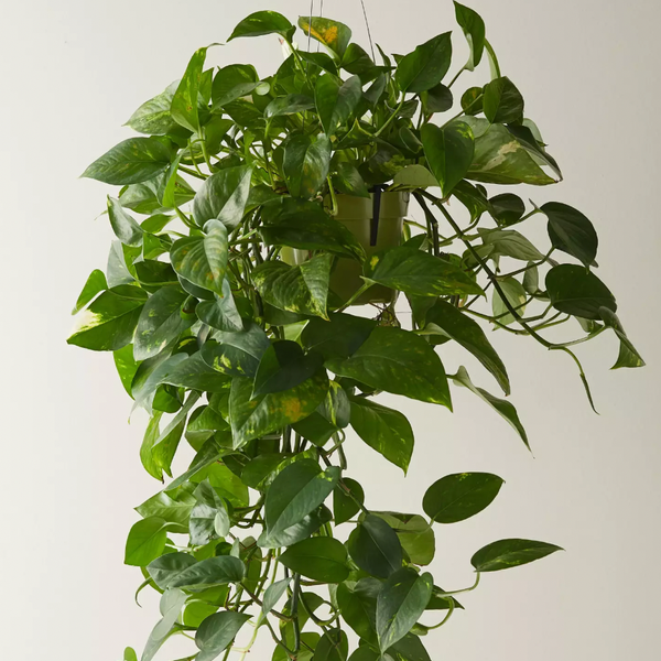 Terrain Pothos Plant