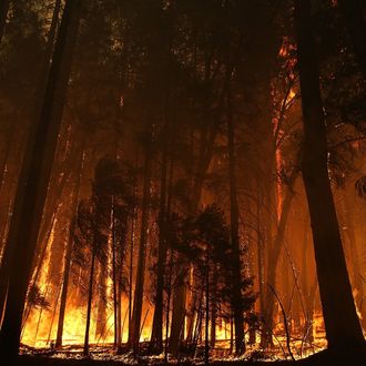 Flames from the Rim Fire consume trees on August 25, 2013 near Groveland, California. The Rim Fire continues to burn out of control and threatens 4,500 homes outside of Yosemite National Park. Over 2,000 firefighters are battling the blaze that has entered a section of Yosemite National Park and is currently 7 percent contained. 