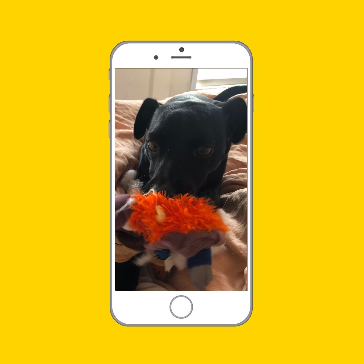 puppy surveillance camera