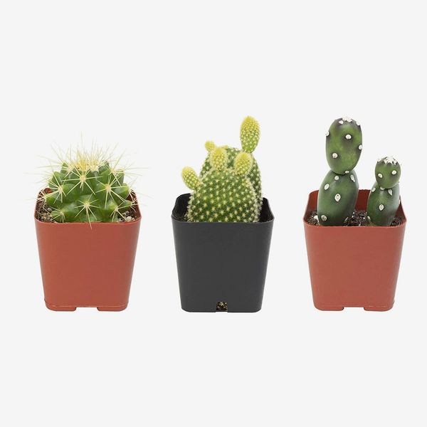 Cactus Plants (Mix of 3)