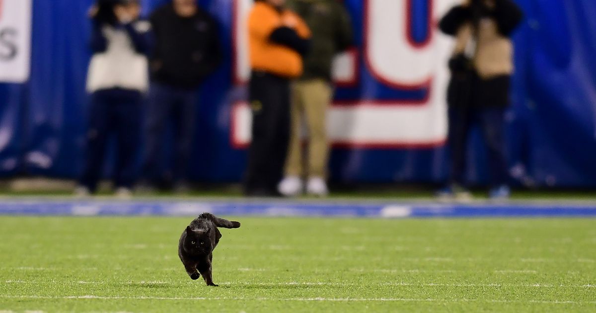 Black Cat Runs on Field During Cowboys/Giants Game and People Had Jokes