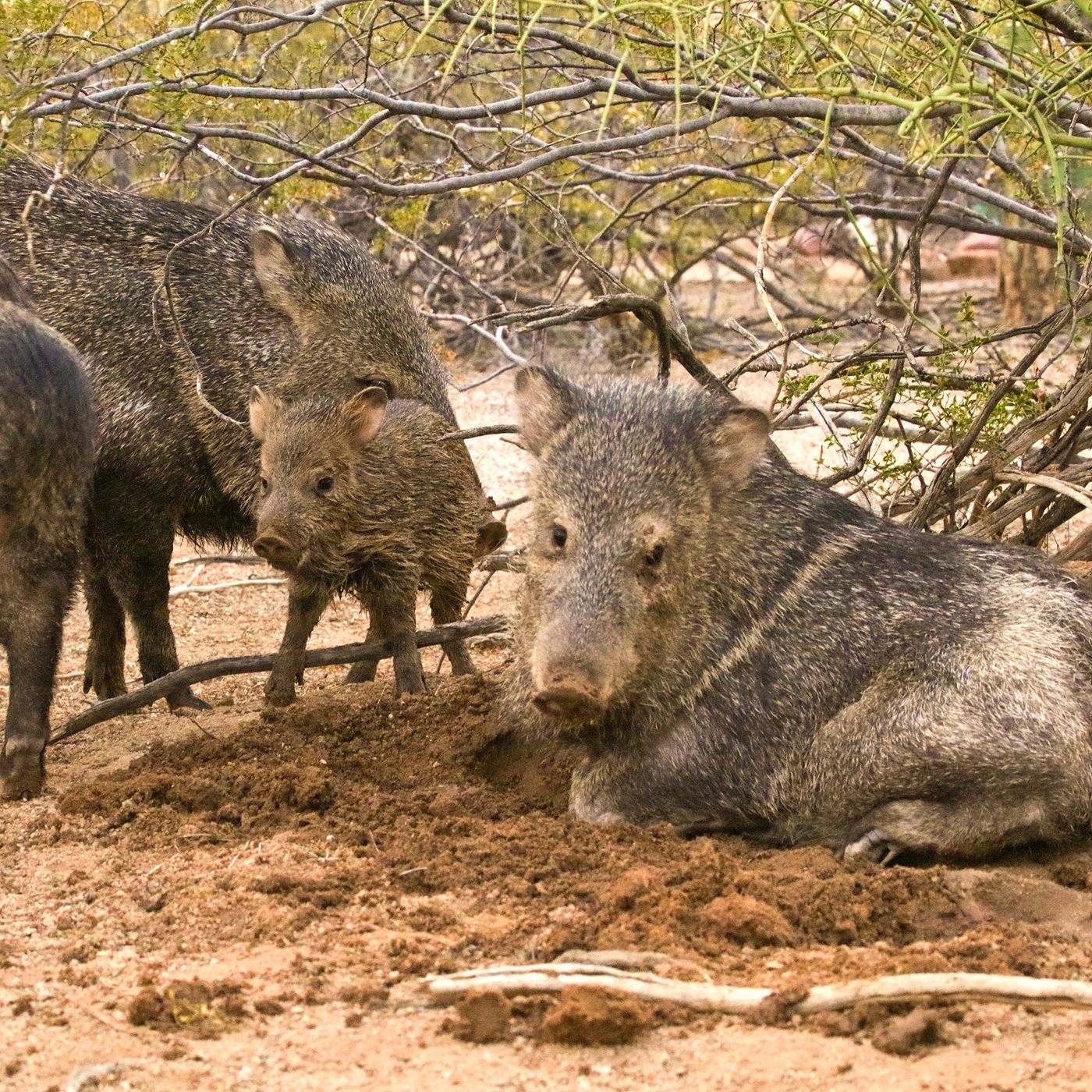 The Javelinas Have Come for Golf