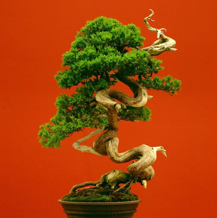 Bonsai tree.