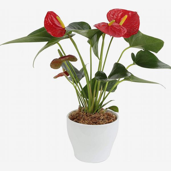 Costa Farms Blooming Anthurium plant with white pot and red blooms. The Strategist - Amazon Has Practically an Entire Plant Nursery on Sale Right Now