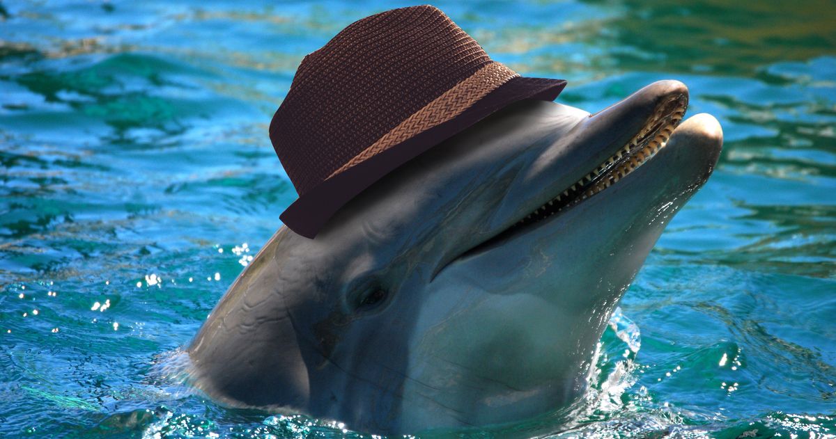 Dolphins Strike SpongeHat Banana Pose to Attract Mates