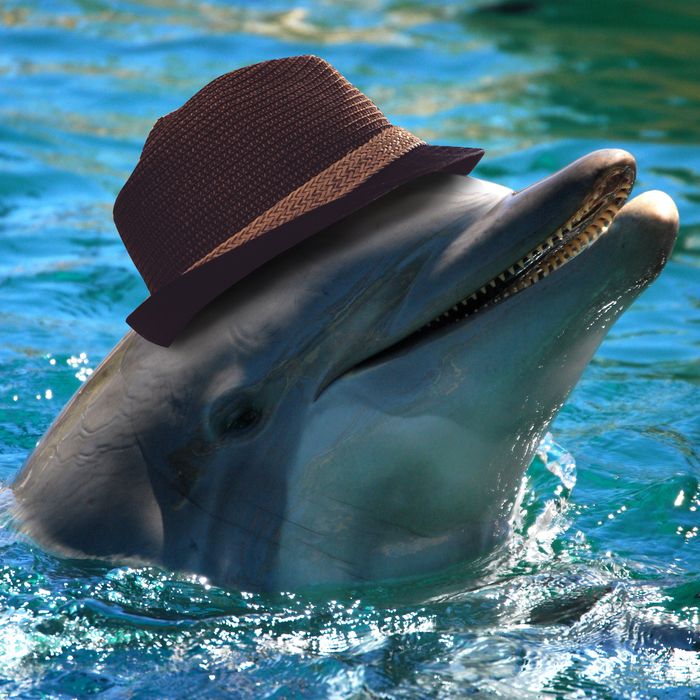 Serious Looking Dolphin Bucket Hat Sun Cap Dolphin Sea Ocean