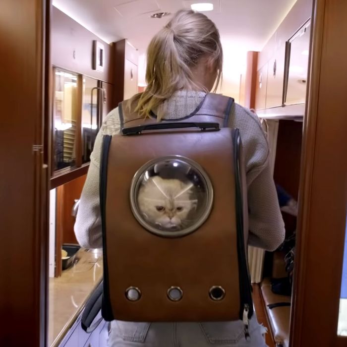 Where to Buy Taylor Swiftu0027s Cat Backpack in u0027Miss Americanau0027