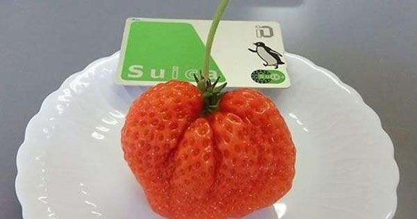 Japan Has Giant, $8 Strawberries