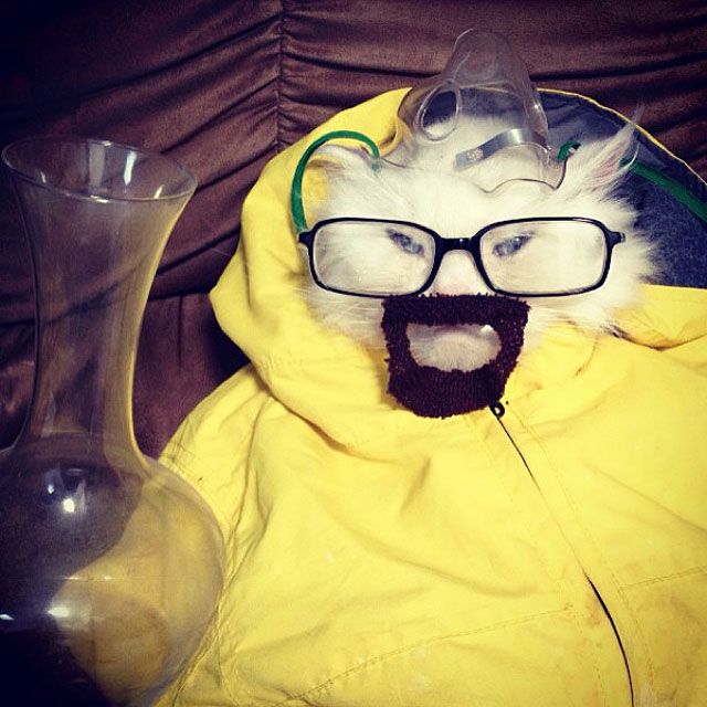 See a Cat Dressed Up As Breaking Bad's Walter White