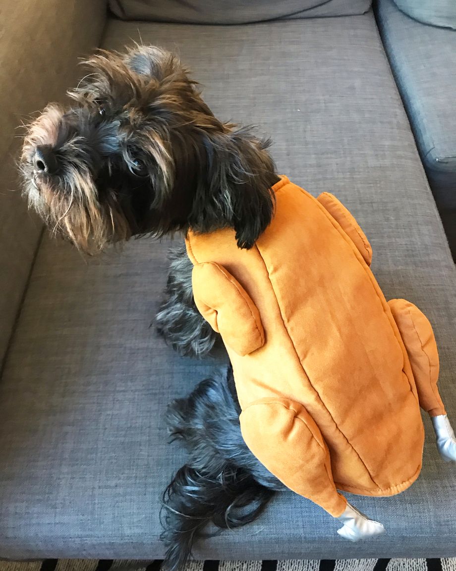 mini schnauzer costumes