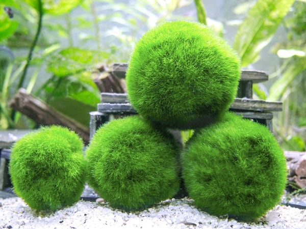Aquatic Arts Marimo Moss Ball Variety Pack, Assorted Sizes, 6 Count