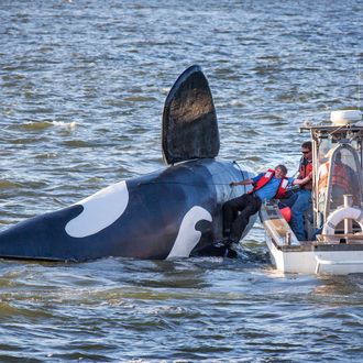 Pilot of the fake fiberglass orca