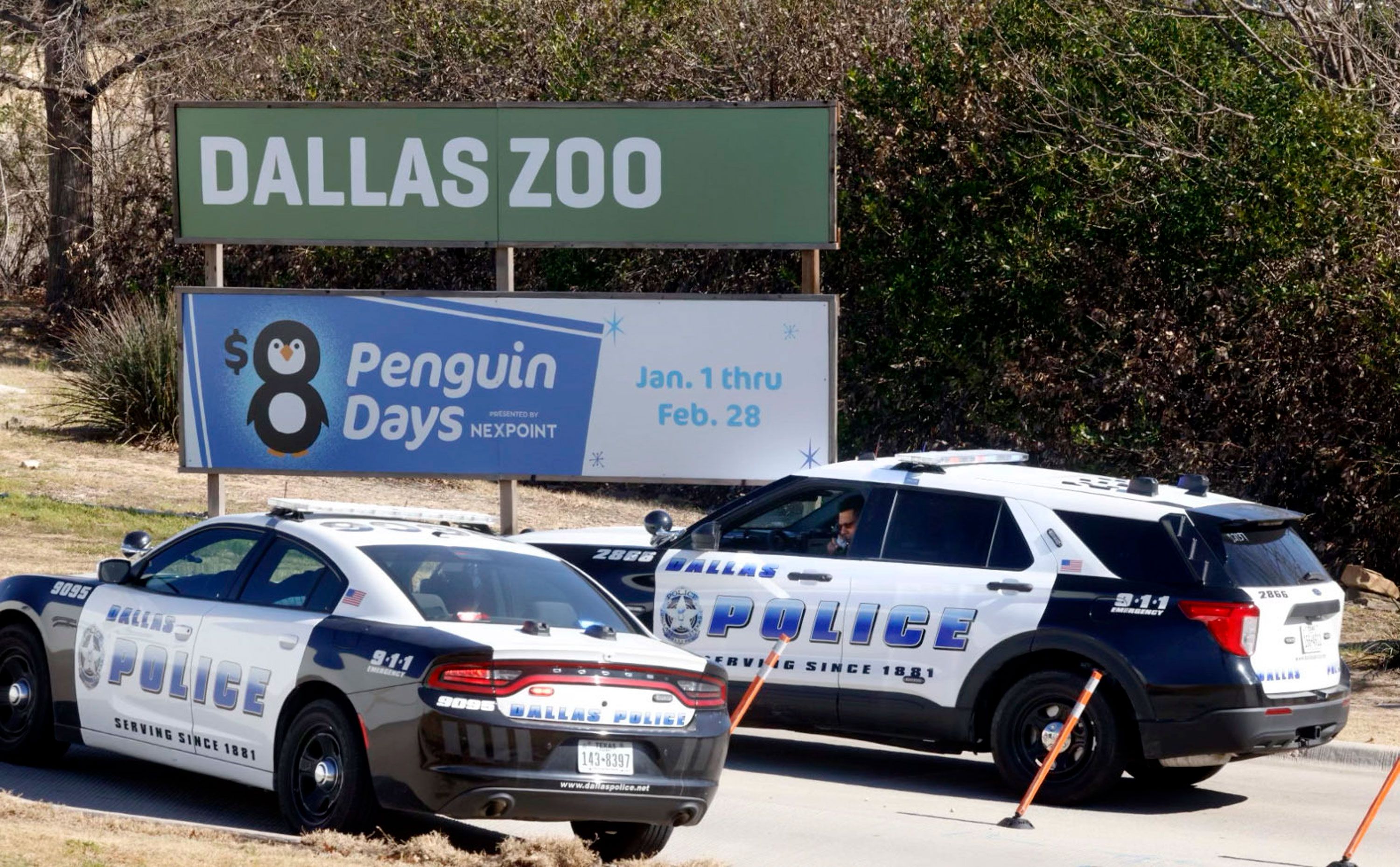 What Is Going On at the Dallas Zoo With Its Stolen Animals?