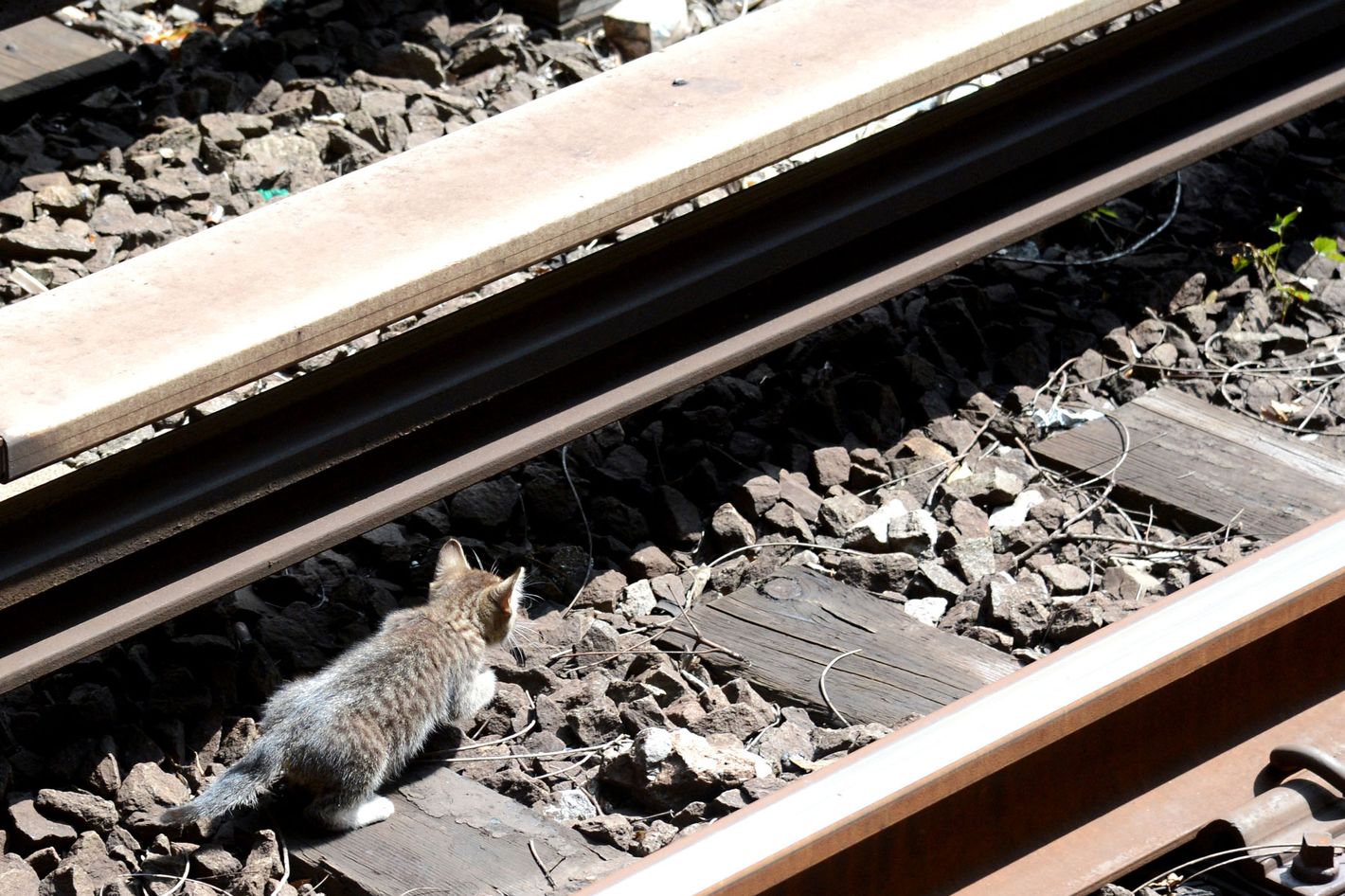 Mayoral Candidates Weigh In on the Great 'Kittens or Trains