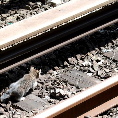 Two kittens were spotted on the tracks on the B/Q lines at the Chuch Av. station on Thurs., August 29, 2013. Service was suspended while Transit personnel attempted to corral the furry pair. They were no longer deemed to be in immediate danger as they remained out of the path of trains and avoided the third rail.Photo: Marc A. Hermann / MTA New York City Transit