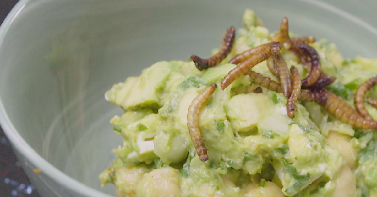 How to Raise Mealworms With Livin Farms Mealworm Hive