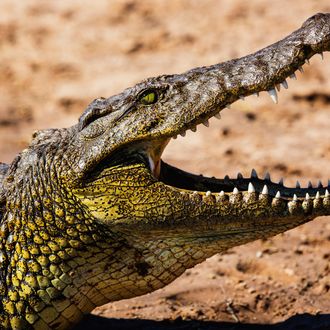 A sideview portrait of the head of a Nile crocodile