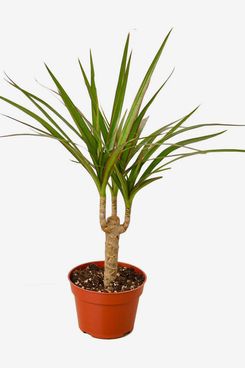 Thirsty Leaves Store Dracaena Marginata Cane Live Plant for Indoor