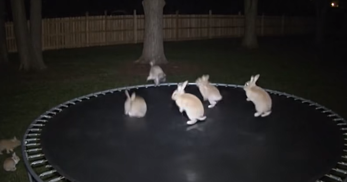 How to Spot AI Video, Even If It’s Bunnies