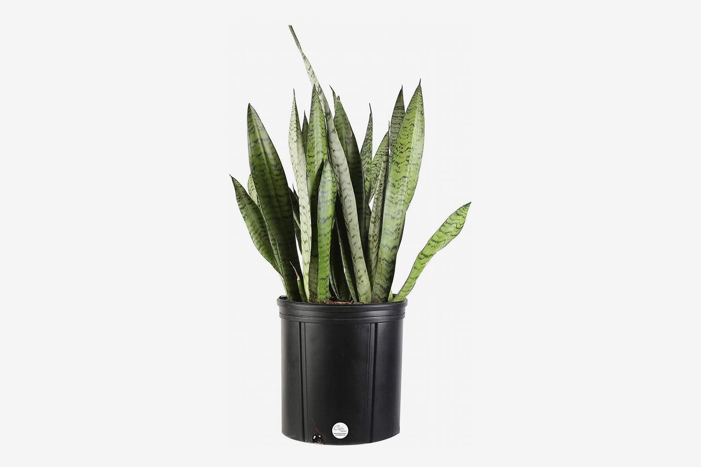 The 49 Best Gifts for Plant Lovers of 2024