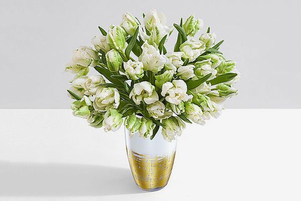 Super White Parrot Tulips