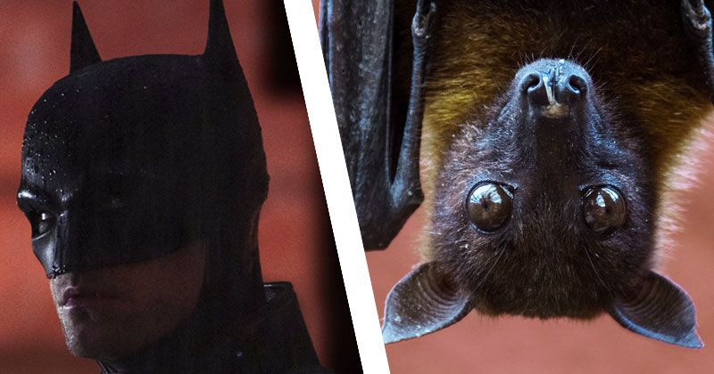 The Batman' Screening Disrupted by Live Bat: WATCH