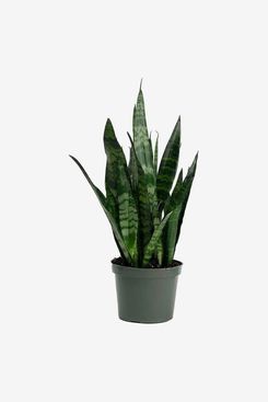 American Plant Exchange Snake Plant in 6-Inch Grower's Pot