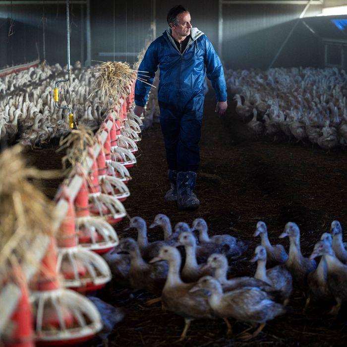 What Fresh Hell Is the New BirdFlu Outbreak?