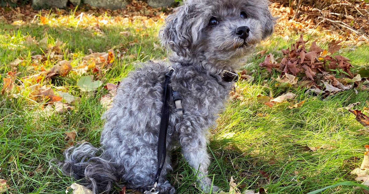 Petsafe Come With Me Kitty Nylon Cat Harness Review 2020 The Strategist