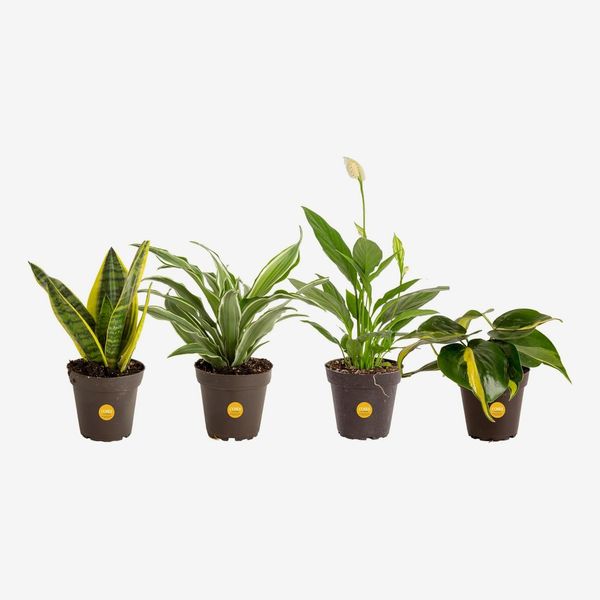 Costa Farms Clean-Air Houseplant Collection