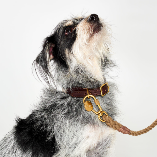 dog harness with collar attachment