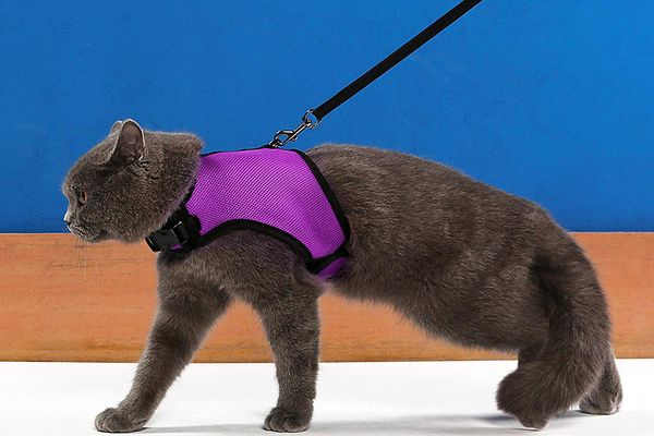 JSXD Cat Harness,Leash and Collar Set,Escape Proof Kitten Vest Harness for Walking,Easy Control Night Safe Pet Harness with Reflective Strap and Bell for Small Large Kitten,Fit for Puppy,Rabbit 