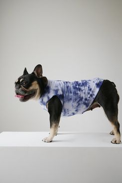 black owned dog clothes