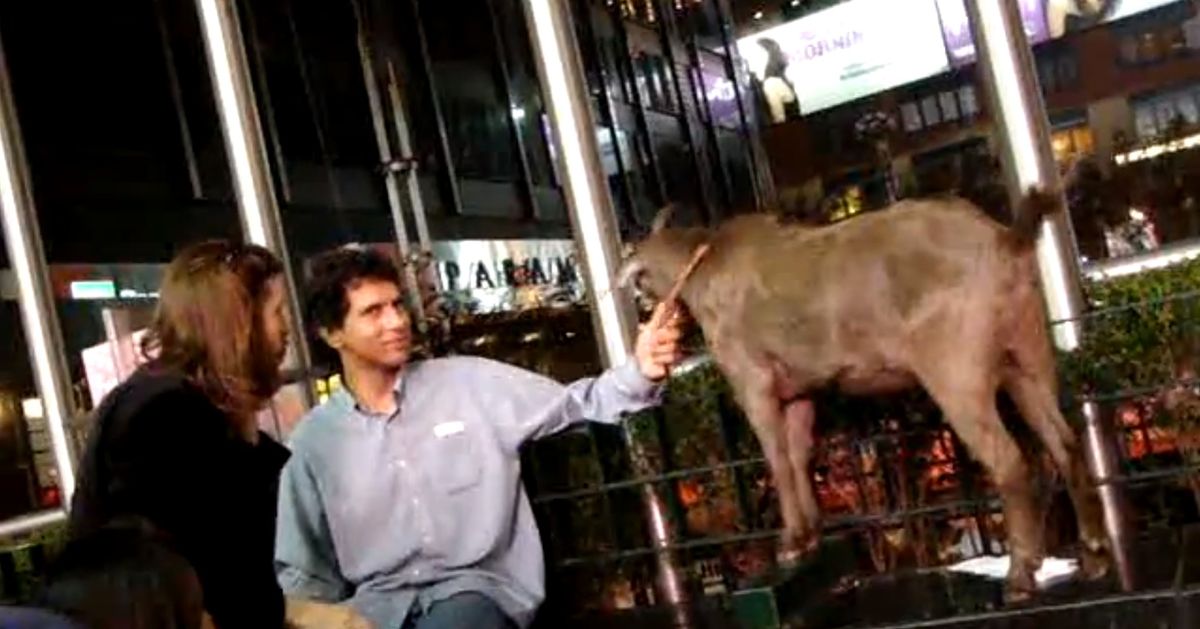 The Mystery of Pizza Goat Solved