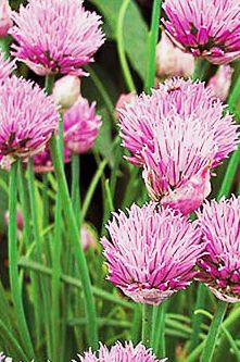 Seed Savers Chives Seeds