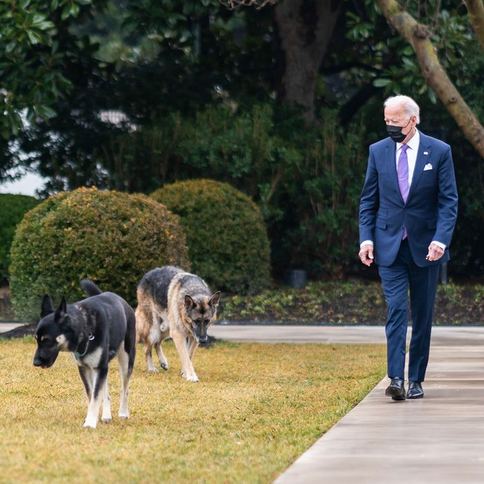 Biden Dog Bites Again - New York Magazine