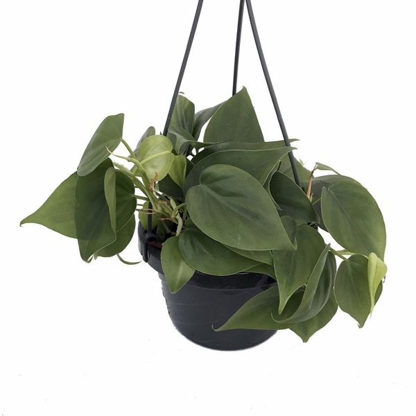 Heart Leaf Philodendron in 6-Inch Hanging Basket