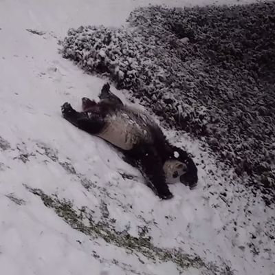 The National Zoo's giant pandas enjoying the region's first major snowfall of the year.