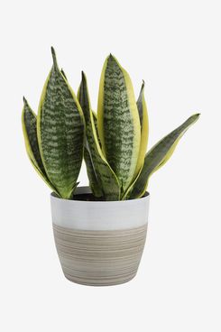 Costa Farms Snake, Sansevieria White-Natural Decor Planter Live Indoor Plant, 12-Inches Tall